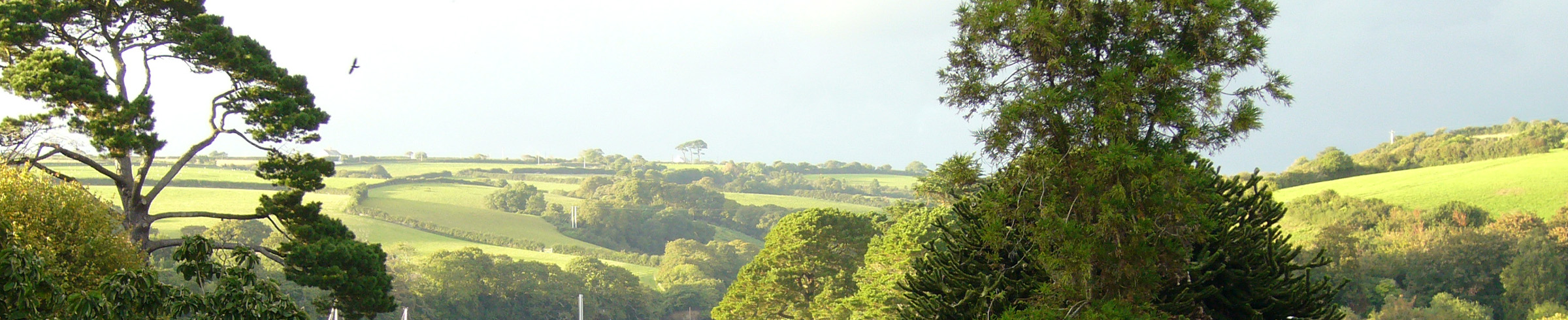 Roseland Trees and Hills